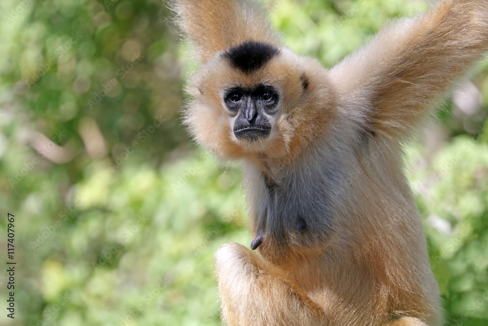 Fototapeta premium Gibbon