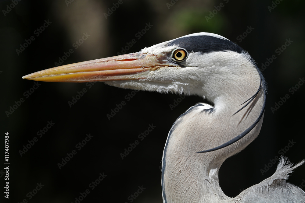 Blue Heron
