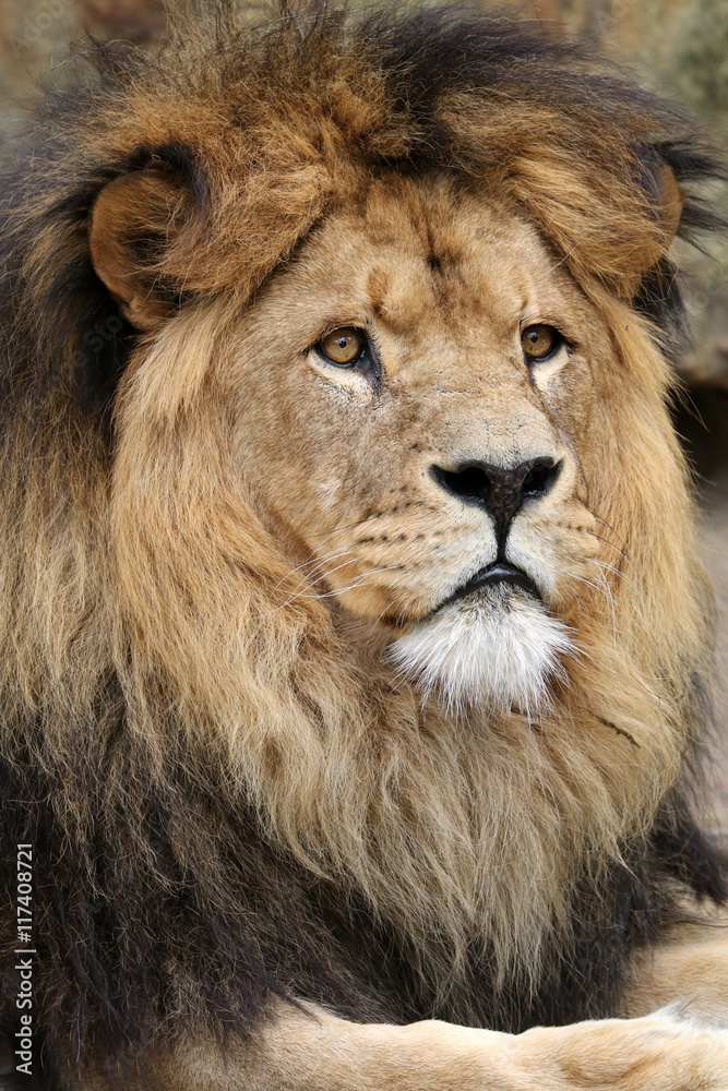 Lion in wildlife reservation