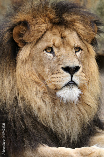 Lion in wildlife reservation