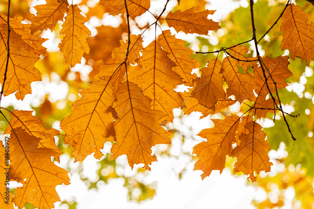 Fototapeta premium Early autumn in the park