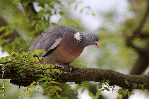 Obraz na płótnie A ringdove on a tree branch w salonie