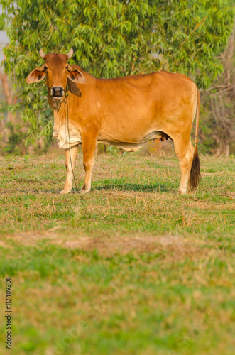 Brown cow in the field looking at the camera.