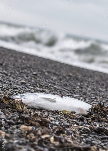 salmon on the coast photo