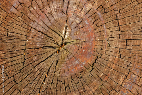 Cross section of the wood