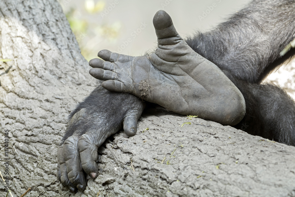 Naklejka premium Gorilla hand and feet