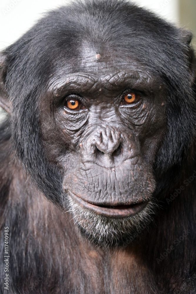 Chimpanzee Chimpanzee