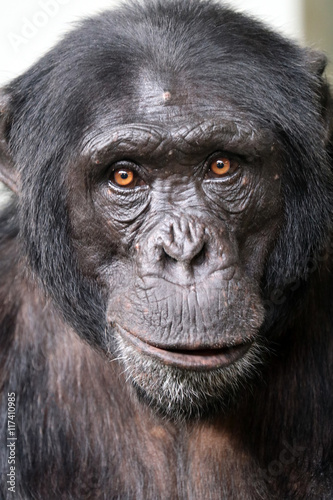 Chimpanzee © Edwin Butter