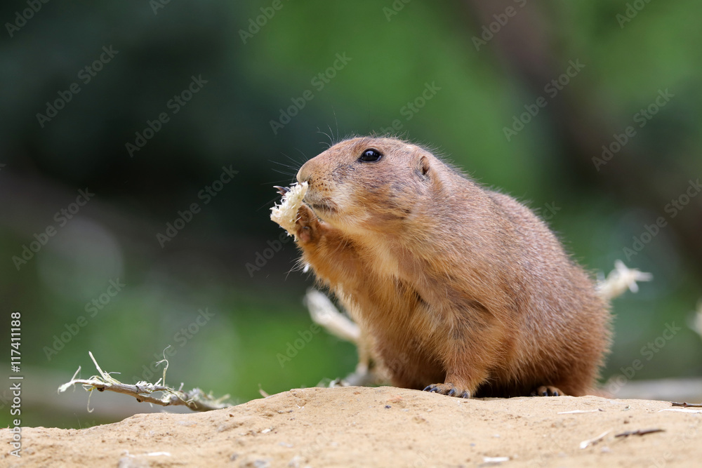 Prairie dog Prairie dog