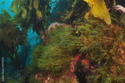 Various kinds of sea weeds on shallow underwater reef in temperate southern Pacific ocean.