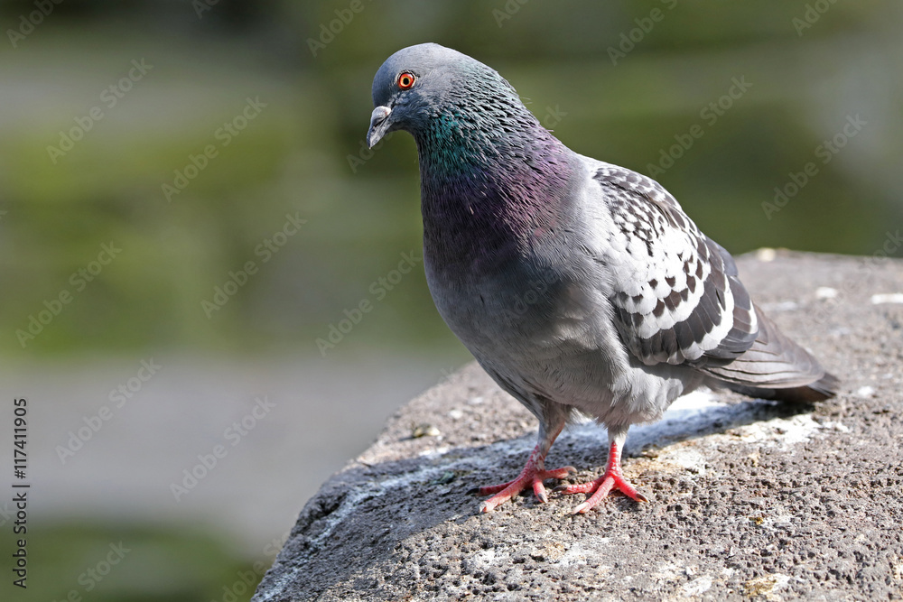 Obraz premium Pigeons