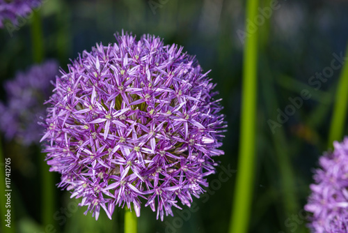 Purple allium in full bloom against a dark background 