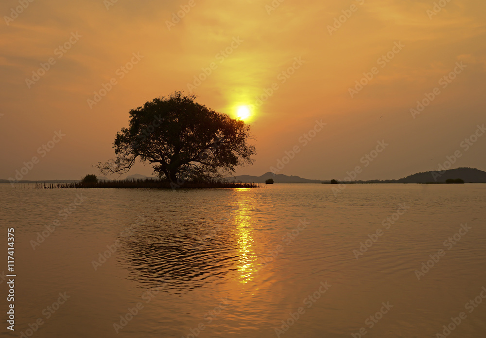 Tree silhouette with sun and red orange yellow sky
