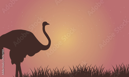 Silhouette of Single Ostrich