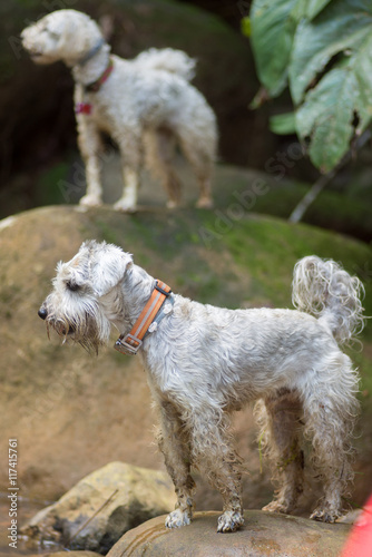 A poodle and a schnauzer dogs standing on rocks 