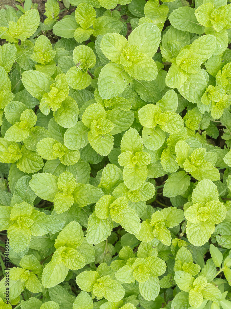 Fototapeta premium green peppermint