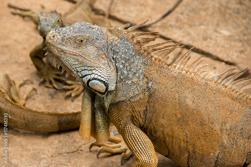 Iguanas in Hondurs