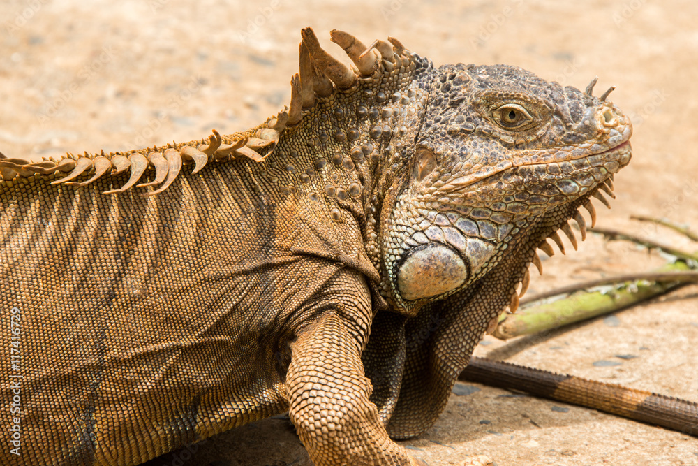 Fototapeta premium Iguanas in Hondurs