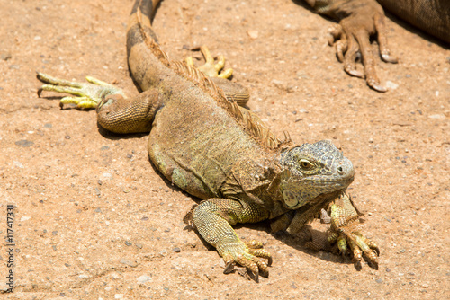 Iguanas in Hondurs