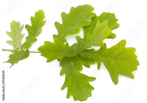 oak leaves on a branch on a white background