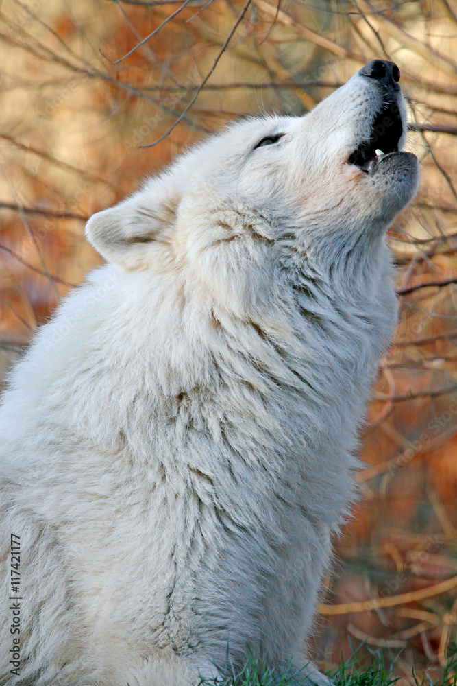 Naklejka premium Howling white wolf