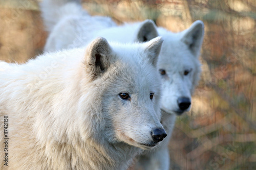 White wolves in wildlife reservation