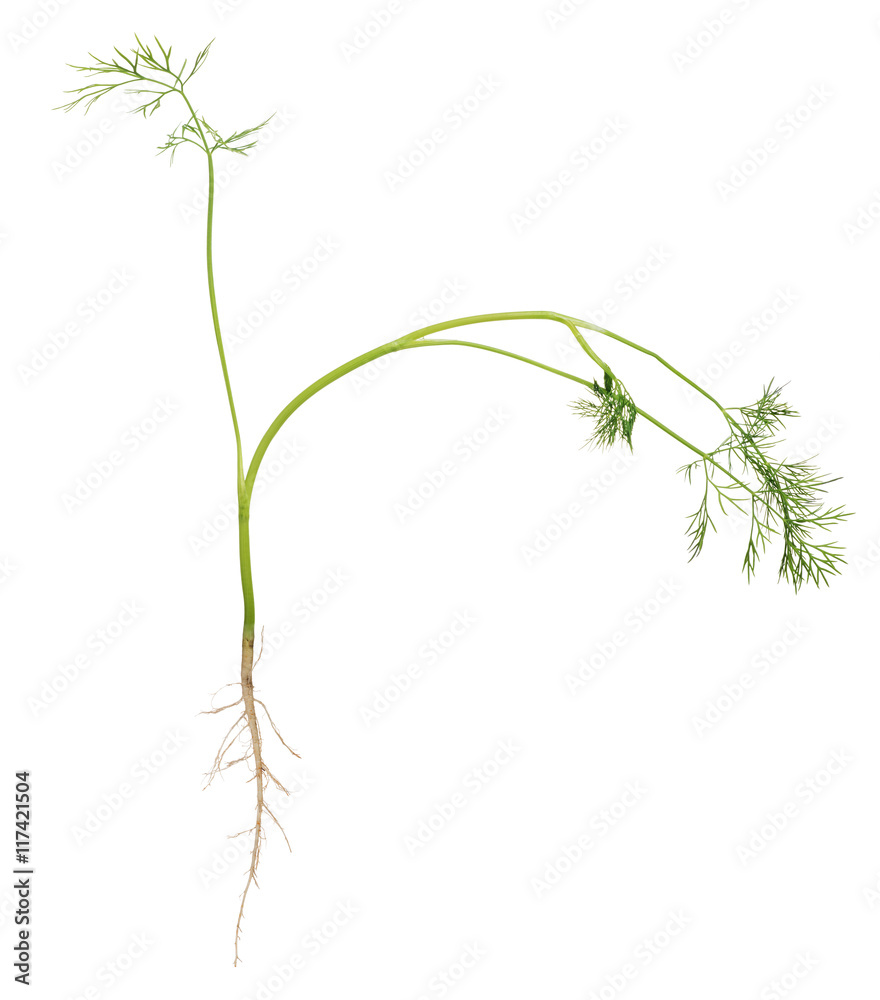 isolated dill branch with root isolated dill branch with root
