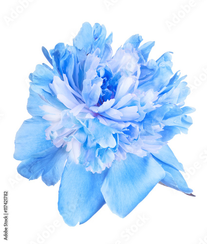 blue peony flower bloom isolated on white