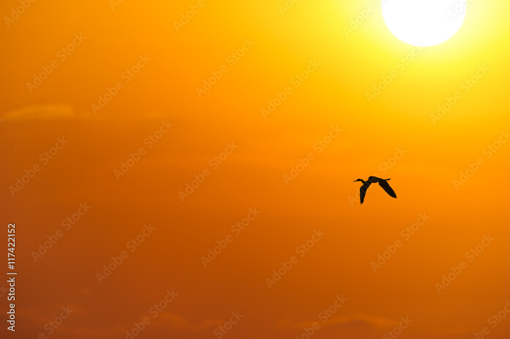 Obraz premium Bird Silhouette Sunset