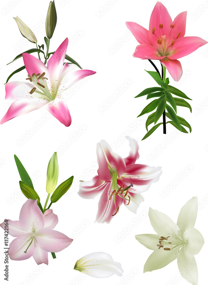 Fototapeta premium set of five lilies on white