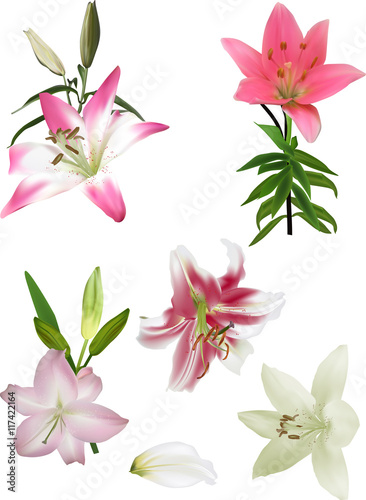 set of five lilies on white
