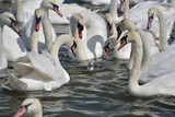 Adult swans surround lone cygnet, Abbotsbury Swannery, Dorset