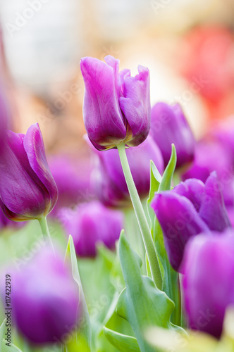 Purple Tulips