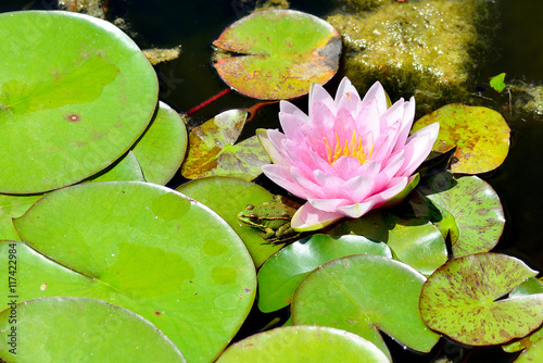 Wasserfrosch am Seerosenblatt mit Seerose photo