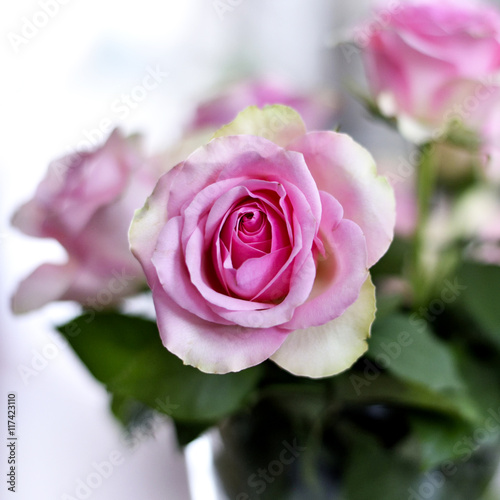 Pink rose boquet with selective focus.