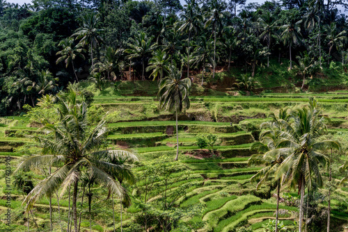 ubud rice paddy fields © Michael Garner