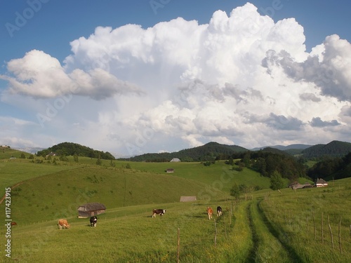 Cows grazing and old wood houses in romanian mountains