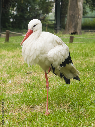 White Stork, Ciconia Ciconia, standing on one leg close-up portrait with defocused background, selective focus, shallow DOF