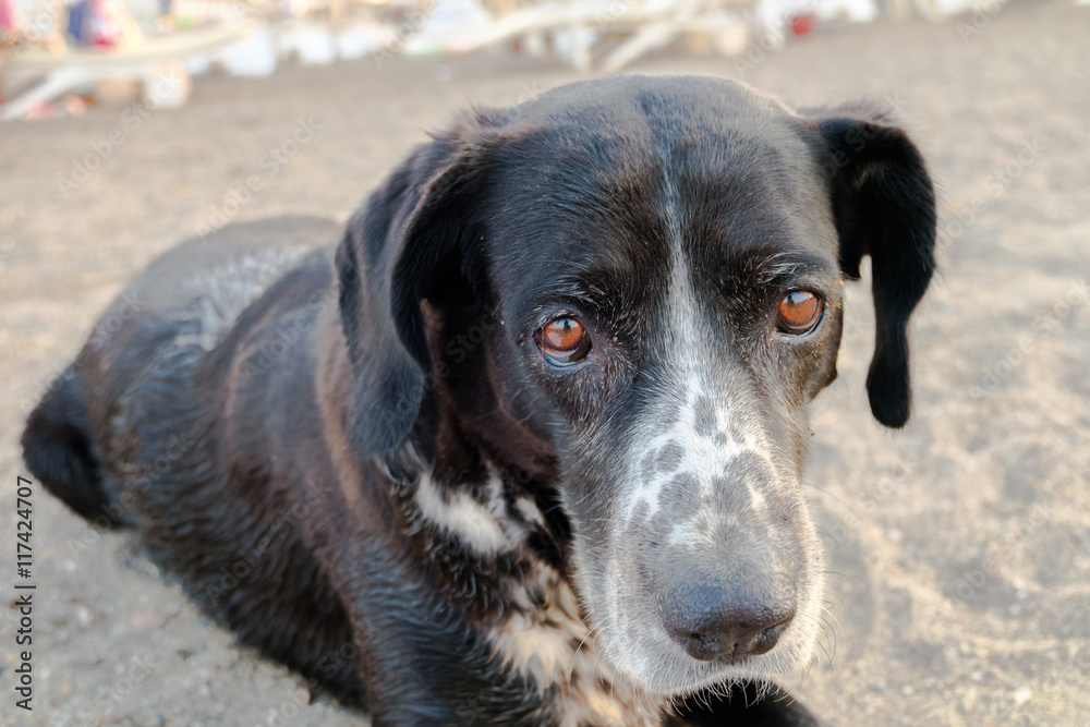 Portrait of a dog on a beach
