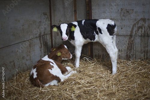 two young red and black calfs in straw of barn