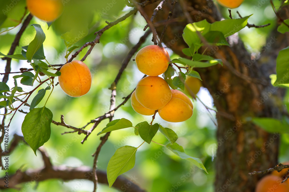 ripe apricots on tree before harvest