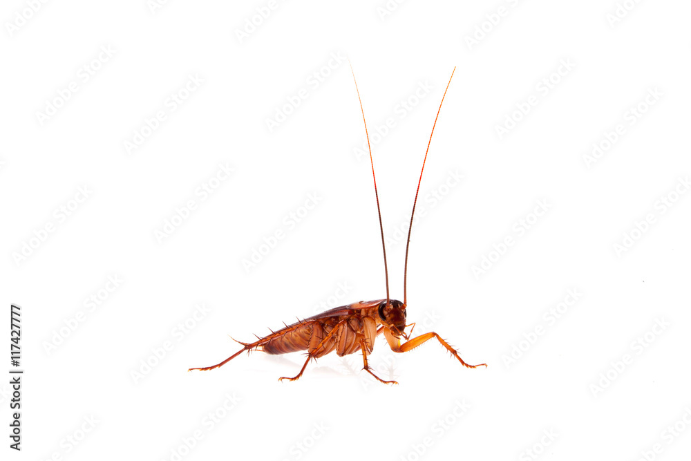 cockroach isolate be alive on white cockroach isolate be alive on white