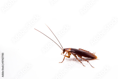 cockroach isolate be alive on white