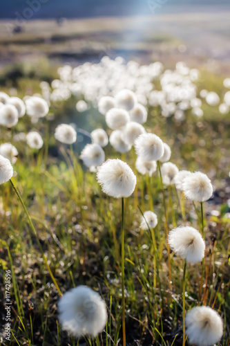 fluffy flowers in the tundra