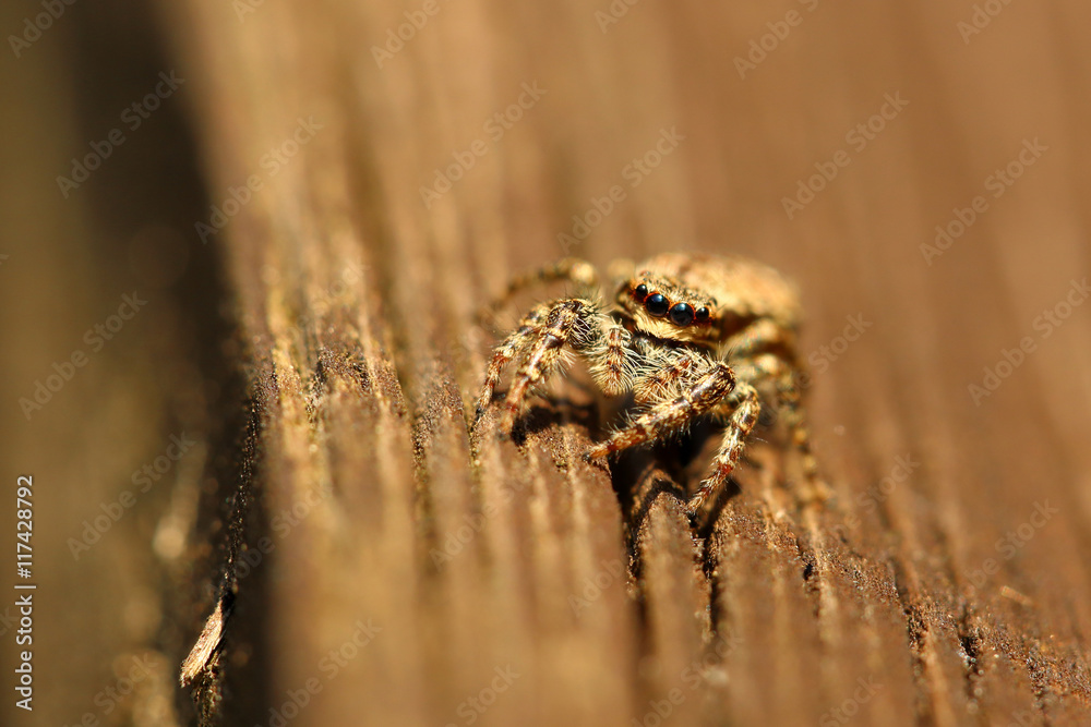 Obraz premium Springspinne