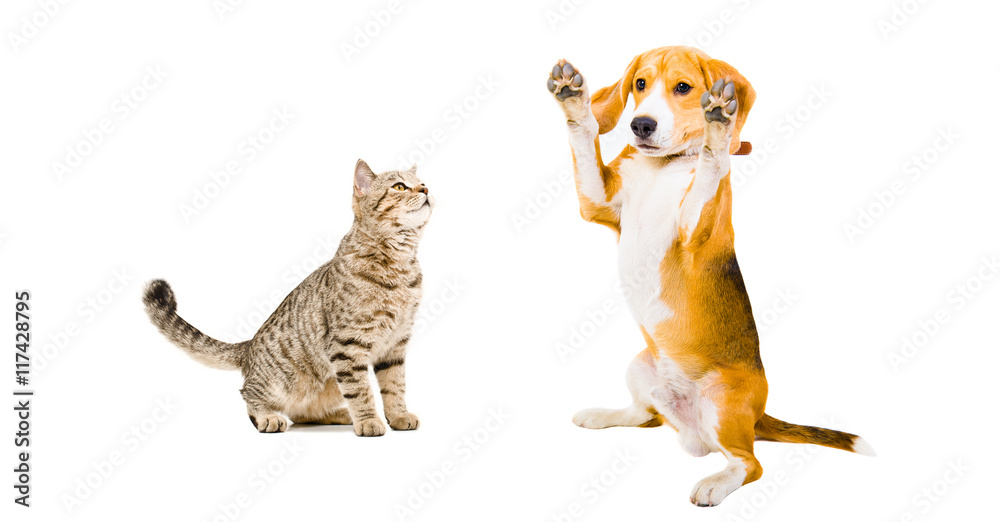 Cat Scottish Straight and playful Beagle dog 
