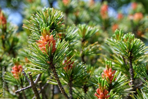 Red Pine.