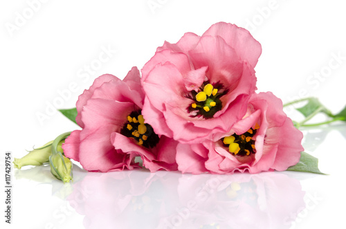 Beautiful pink eustoma flowers isolated on white background