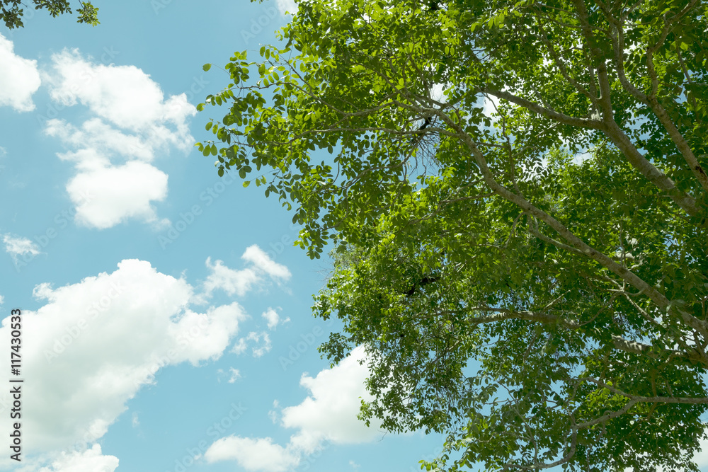 Fototapeta premium Beautiful tree.