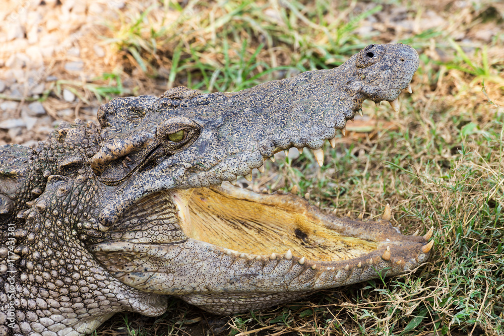 Fototapeta premium wildlife crocodile sunbathe open mouth and relaxing on the grass